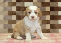Harley, a male Miniature Bernedoodle for sale in Denver, PA – 4 of 4
