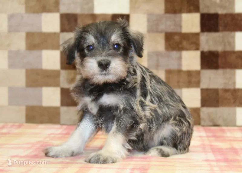 Elmo – Miniature Schnauzer puppy for sale in Denver, PA