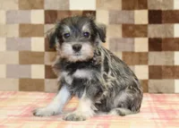 Elmo, a male Miniature Schnauzer for sale in Denver, PA – 1 of 4