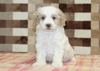 processed/7656d0f3-f861-47e0-bb78-543d34a1e63b/listing/7fb04ba0-126a-4feb-a45c-e0ef9926f363/04ad79fb-0c1b-4f30-9f72-eeb3c58f3f99