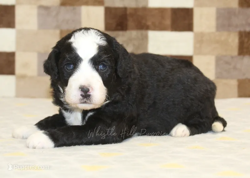 Cody – Miniature Bernedoodle puppy for sale in Denver, PA