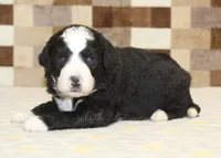 Cody, a male Miniature Bernedoodle for sale in Denver, PA – 1 of 3