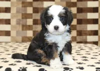 Lucky, a male Miniature Bernedoodle for sale in Denver, PA – Photo 4 of 4