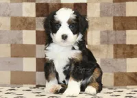 Lucky, a male Miniature Bernedoodle for sale in Denver, PA – Photo 3 of 4