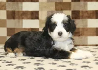 Lucky, a male Miniature Bernedoodle for sale in Denver, PA – Photo 2 of 4