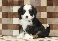 Lucky, a male Miniature Bernedoodle for sale in Denver, PA – Photo 1 of 4