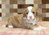 Frank, a male Cavapoo and Miniature Bernedoodle for sale in Denver, PA – 2 of 4