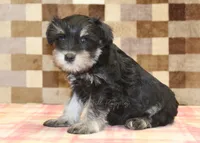 Emma, a female Miniature Schnauzer for sale in Denver, PA – 4 of 4