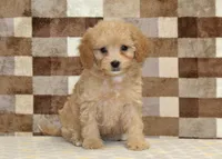 Marley, a female Cavapoo and Miniature Bernedoodle for sale in Denver, PA – Photo 3 of 4