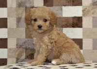 Marley, a female Cavapoo and Miniature Bernedoodle for sale in Denver, PA – Photo 4 of 4