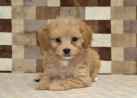 Marley, a female Cavapoo and Miniature Bernedoodle for sale in Denver, PA – Photo 2 of 4