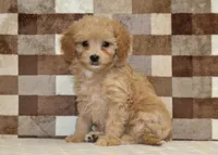 Marley, a female Cavapoo and Miniature Bernedoodle for sale in Denver, PA – Photo 4 of 4