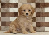 Marley, a female Cavapoo and Miniature Bernedoodle for sale in Denver, PA – Photo 1 of 4