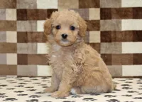 Marley, a female Cavapoo and Miniature Bernedoodle for sale in Denver, PA – Photo 1 of 4