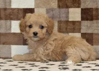 Marley, a female Cavapoo and Miniature Bernedoodle for sale in Denver, PA – Photo 2 of 4