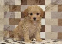 Marley, a female Cavapoo and Miniature Bernedoodle for sale in Denver, PA – Photo 3 of 4