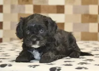 Violet, a female Cavapoo for sale in Denver, PA – 2 of 4