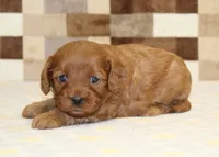 Dolly, a female Cavapoo for sale in Denver, PA – 3 of 3