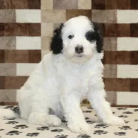 Lily, a female Miniature Bernedoodle for sale in Denver, PA – Photo 4 of 4
