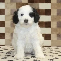 Lily, a female Miniature Bernedoodle for sale in Denver, PA – Photo 2 of 4