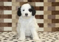 Lily, a female Miniature Bernedoodle for sale in Denver, PA – Photo 2 of 4