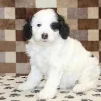 Lily, a female Miniature Bernedoodle for sale in Denver, PA – Photo 1 of 4