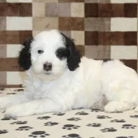 Lily, a female Miniature Bernedoodle for sale in Denver, PA – Photo 3 of 4