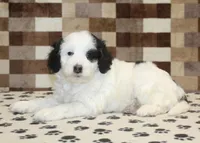 Lily, a female Miniature Bernedoodle for sale in Denver, PA – Photo 3 of 4