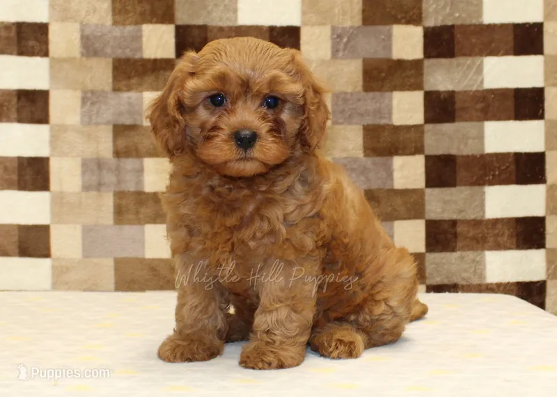 Dolly – Cavapoo puppy for sale in Denver, PA