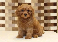 Dolly, a female Cavapoo for sale in Denver, PA – 1 of 8
