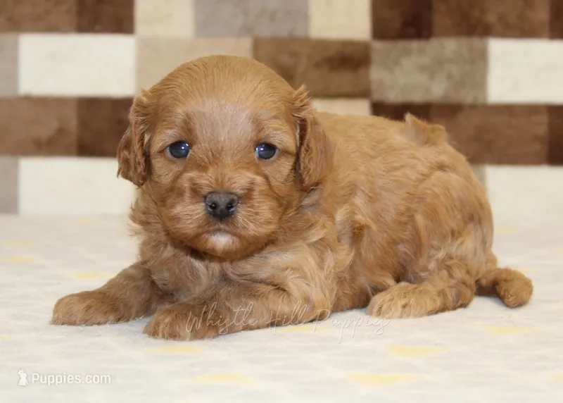 Diego – Cavapoo puppy for sale in Denver, PA