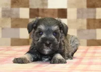 Leo, a male Miniature Schnauzer for sale in Denver, PA – 2 of 3