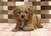 Dylan, a male Cavapoo for sale in Denver, PA – 6 of 8