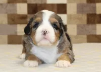 Charlie, a male Miniature Bernedoodle for sale in Denver, PA – 6 of 7