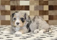 Alice, a female Miniature Bernedoodle for sale in Denver, PA – 2 of 3