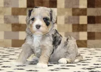 Alice, a female Miniature Bernedoodle for sale in Denver, PA – 3 of 3