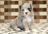 Alice, a female Miniature Bernedoodle for sale in Denver, PA – 1 of 3