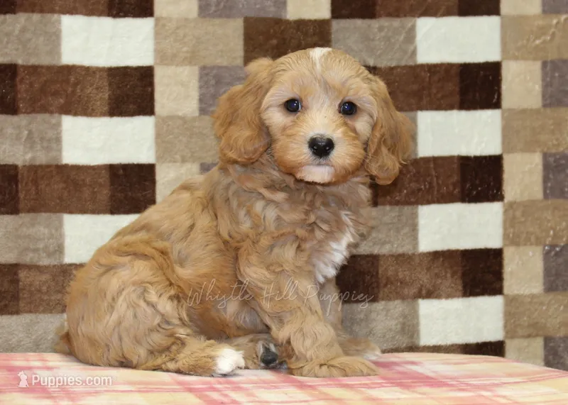 Joy – Cavapoo, Miniature Bernedoodle puppy for sale in Denver, PA