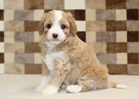 Fern, a female Cavapoo and Miniature Bernedoodle for sale in Denver, PA – 5 of 8