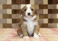 Fancy, a female Cavapoo and Miniature Bernedoodle for sale in Denver, PA – 3 of 4