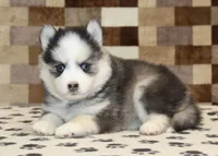 Indy, a female Pomsky for sale in Denver, PA – Photo 2 of 4