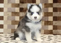 Indy, a female Pomsky for sale in Denver, PA – Photo 4 of 4