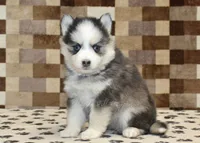Indy, a female Pomsky for sale in Denver, PA – Photo 1 of 4