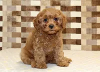 Dolly, a female Cavapoo for sale in Denver, PA – 4 of 8