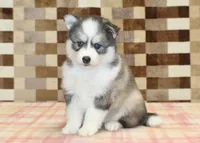 Winston, a male Pomsky for sale in Denver, PA – 4 of 4