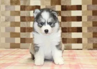 Winston, a male Pomsky for sale in Denver, PA – 3 of 4