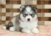 Winston, a male Pomsky for sale in Denver, PA – 2 of 4