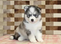 Winston, a male Pomsky for sale in Denver, PA – 1 of 4