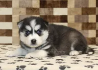 Irvin, a male Pomsky for sale in Denver, PA – Photo 2 of 4