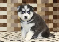 Irvin, a male Pomsky for sale in Denver, PA – Photo 4 of 4